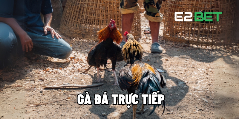 ga da truc tiep 1