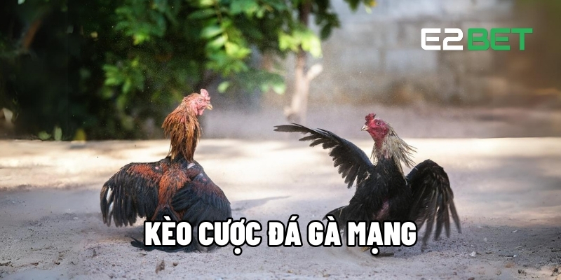keo cuoc da ga mang 1